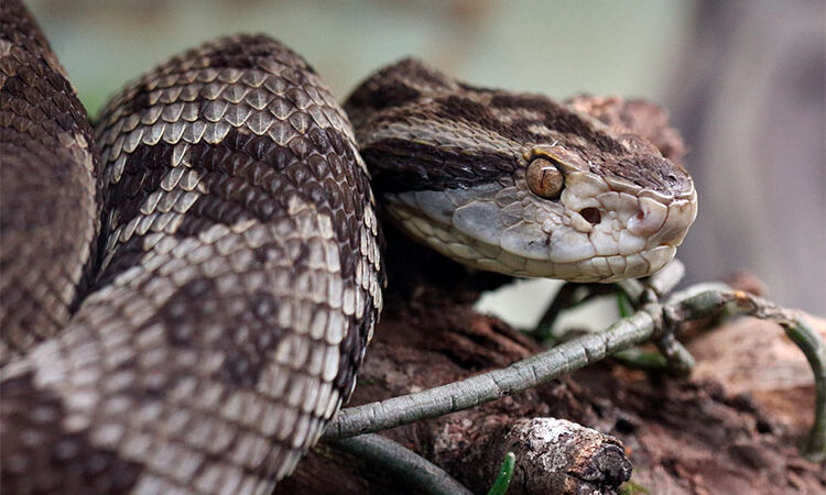 Homem é picado por cobra venenosa e fica quase 100 horas para ser resgatado na Floresta Amazônica