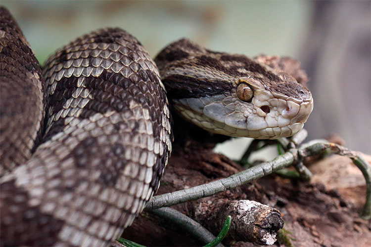 Homem é picado por cobra venenosa e fica quase 100 horas para ser resgatado na Floresta Amazônica