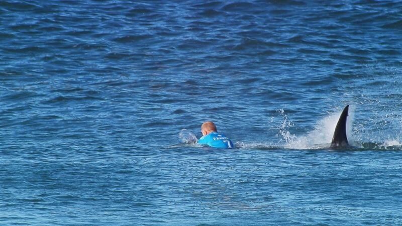 Surfista é atacado por tubarão em sede de etapa do Circuito Mundial