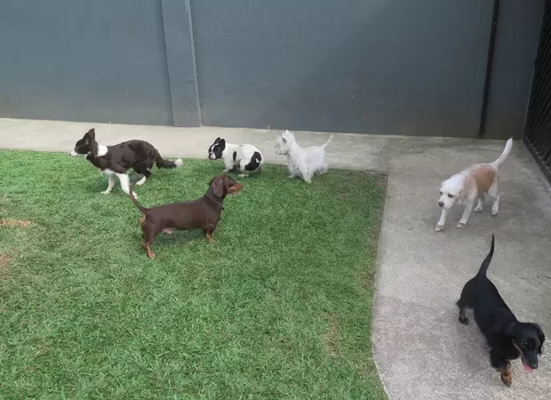 Dona de hotel para animais joga cães de estimação por cima de muro em Manaus