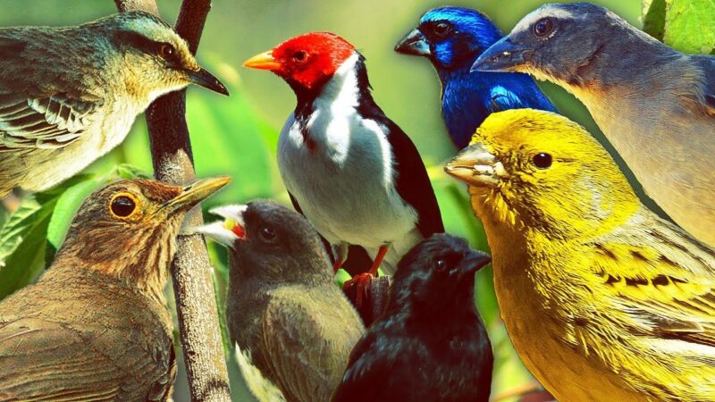 Cientistas e indígenas descobrem quase 3 mil espécies de animais e plantas em região ameaçada pelo garimpo no AM